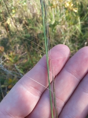 Aristida palustris