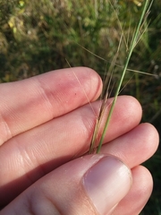 Aristida palustris