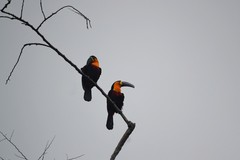 Ramphastos vitellinus ariel