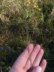 Aristida palustris