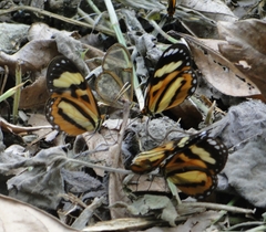 Lycorea halia discreta