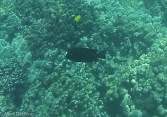Acanthuridae