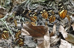 Lycorea halia discreta