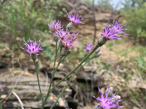 Saussurea ussuriensis iNat (1)