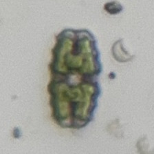Euastrum fissum
