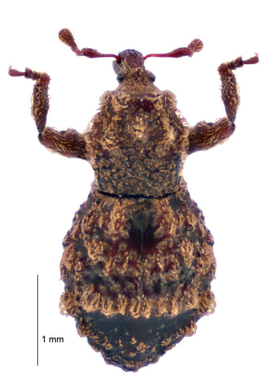 Bradypatae
