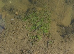 Elatine brachysperma