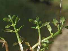 Elatine brachysperma