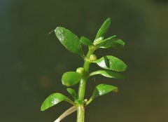 Elatine brachysperma