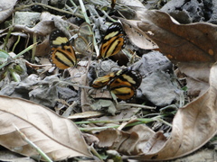 Lycorea halia discreta