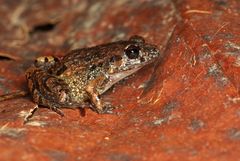 Adenomera hylaedactyla