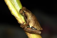 Dendropsophus parviceps