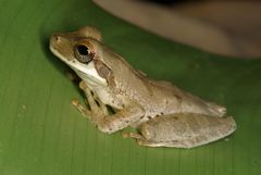 Osteocephalus planiceps