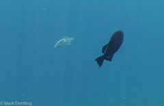 Cantherhines dumerilii