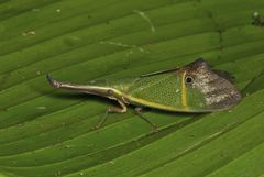 Odontoptera carrenoi