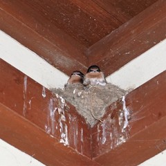 Welcome Swallow photo 6