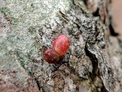 Andricus deciduatus