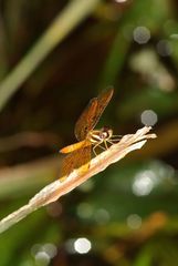 Perithemis lais