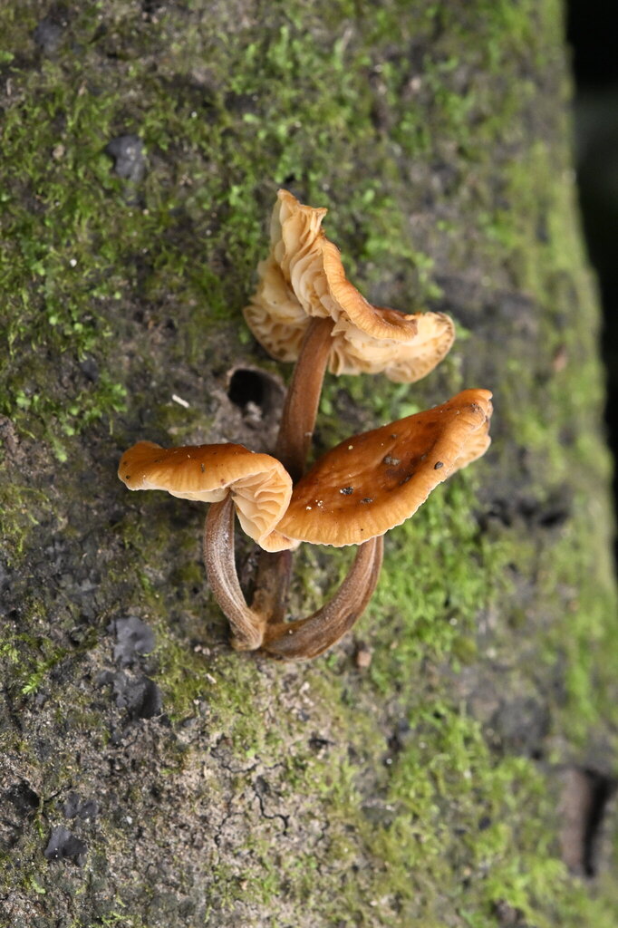 Flammulina velutipes · April 2025 · photo: © invertebratist (iNaturalist, cc-by-nc)