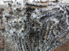 Anadiasa punctifascia