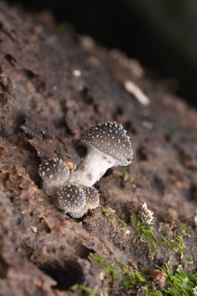 Armillaria novae-zelandiae · April 2025 · photo: © invertebratist (iNaturalist, cc-by-nc)