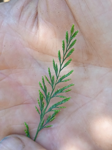 Desmazeria rigida iNat (2)
