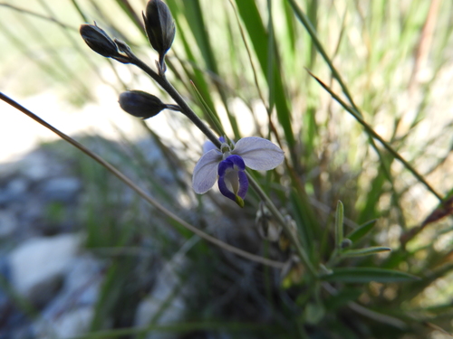 Image of Hebecarpa barbeyana by (c) Leticia Jiménez Hernández, some rights reserved (CC BY-SA)