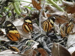 Lycorea halia discreta