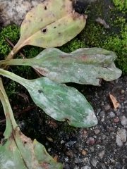 Podosphaera plantaginis