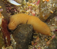 Phascolosoma annulatum