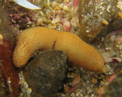 Phascolosoma annulatum