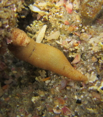 Phascolosoma annulatum