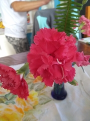 Dianthus caryophyllus