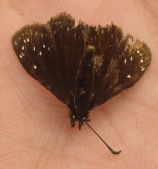 Pholisora