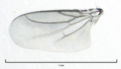 Trachyopella lineafrons