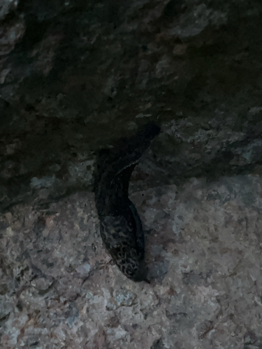 Limax maximus