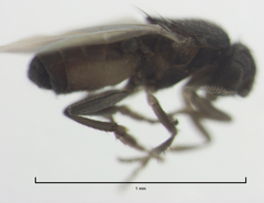 Trachyopella lineafrons