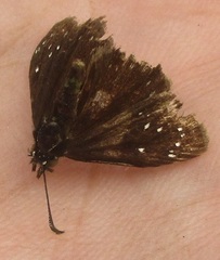 Pholisora
