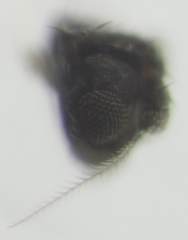 Trachyopella lineafrons