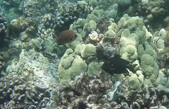 Pycnochromis pacifica