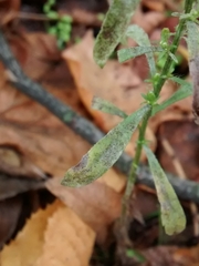 Podosphaera erigerontis-canadensis