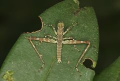Eumastacinae