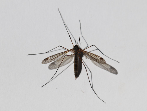 Prionocera woodorum