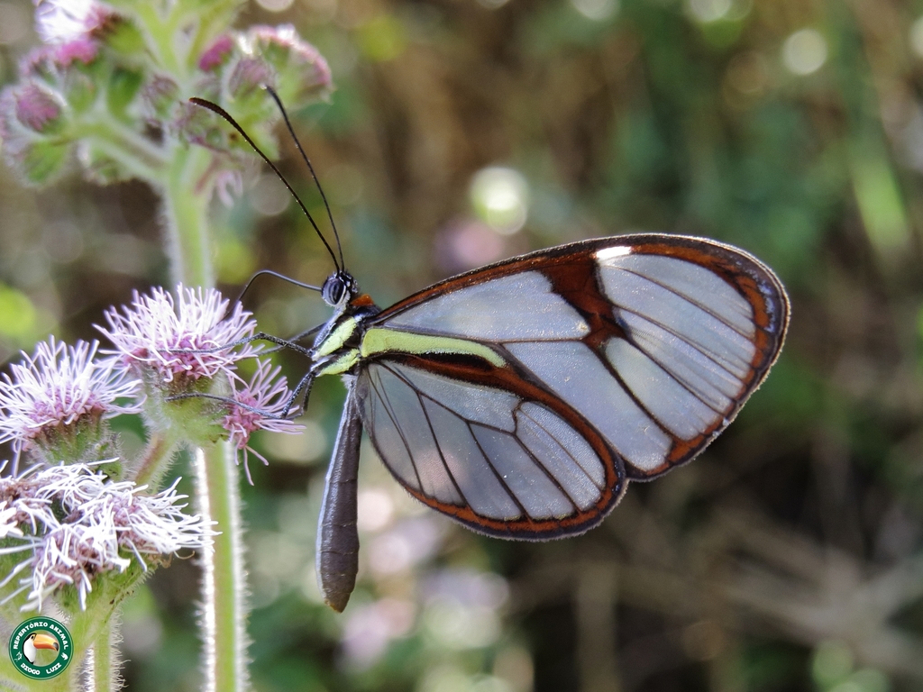 Ithomia lichyi