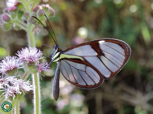 Ithomia lichyi