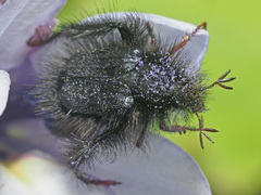 Peritrichia cinerea