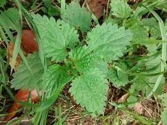 Urtica dioica