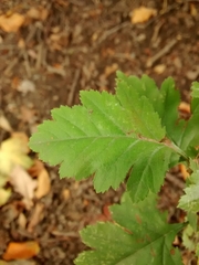 Crataegus monogyna
