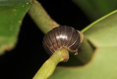 Circoniscus ornatus