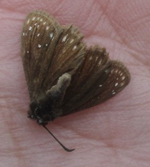 Pholisora